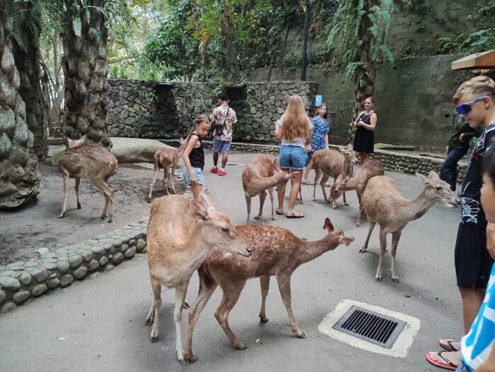 バリ動物園の鹿たち