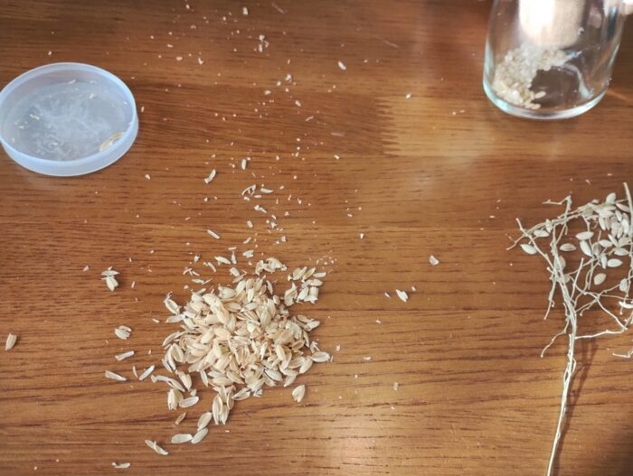 稲穂から米をとりだす